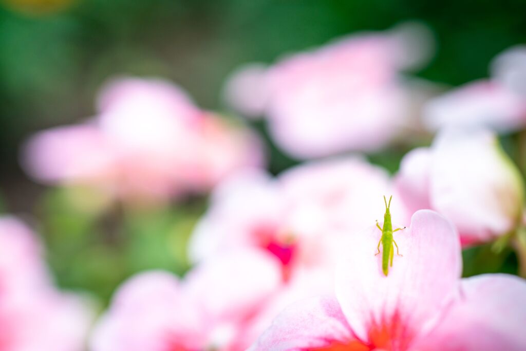 花とバッタ君