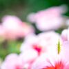 花とバッタ君