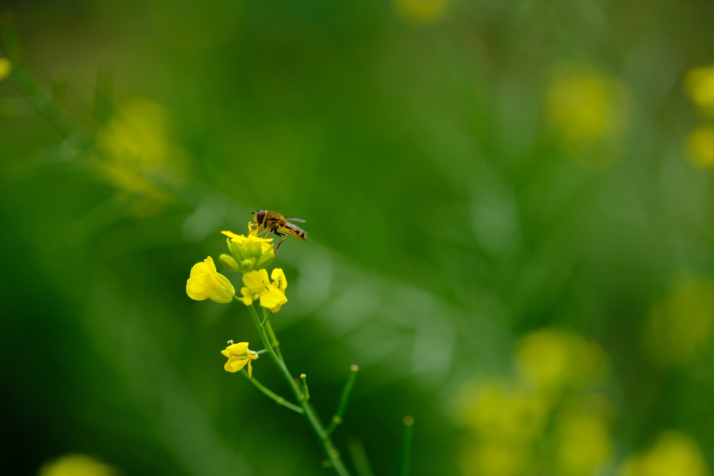 菜の花とハチ