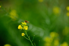 菜の花とハチ
