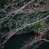 枯れ枝と川