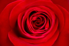 赤薔薇の渦