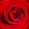赤薔薇の渦