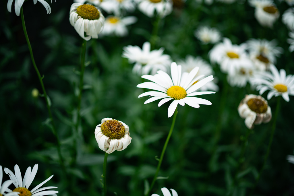 道端の花