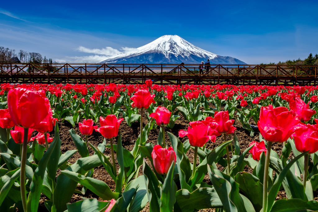富士山とチューリップ
