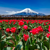 富士山とチューリップ