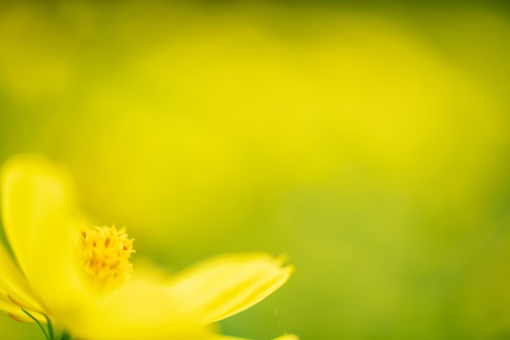 とろけるお花