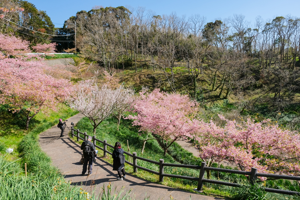 頼朝桜