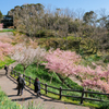頼朝桜