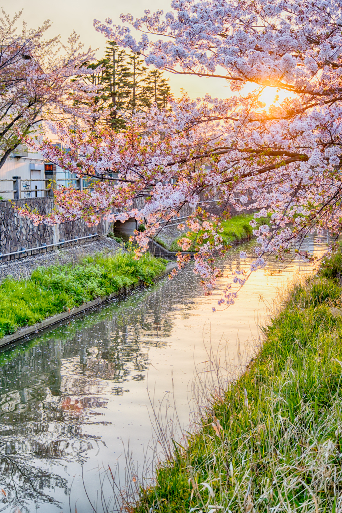 夕暮れの桜と川