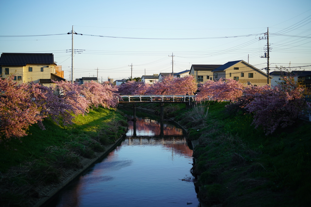 青毛堀川の河津桜