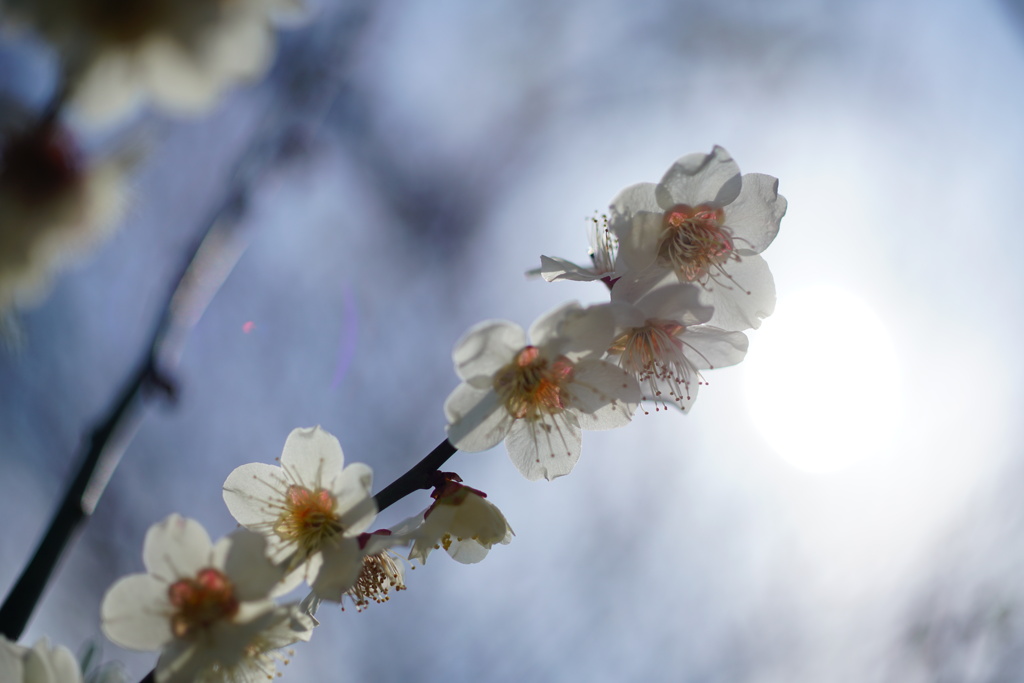 太陽を背景に