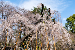 枝垂れ桜と青空