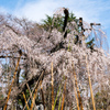 枝垂れ桜と青空