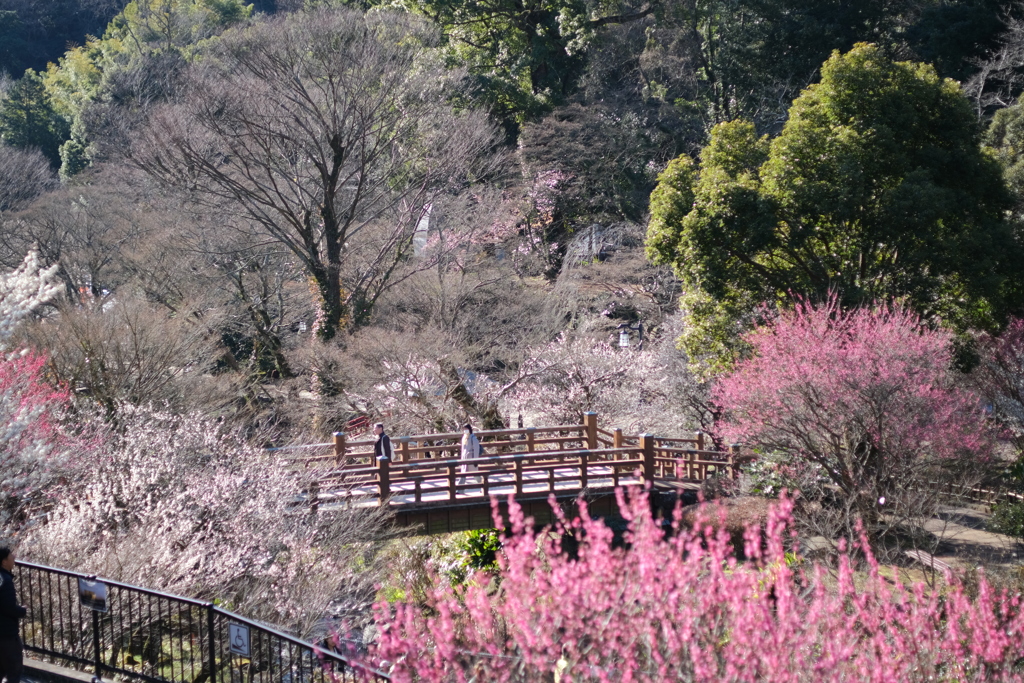 熱海の梅園