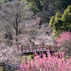 熱海の梅園