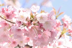 季節は春色、桜色