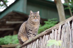 ふくふくなお猫様