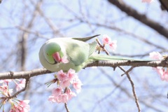 ついばむ鳥