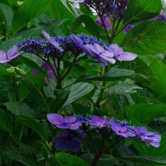 段々紫陽花