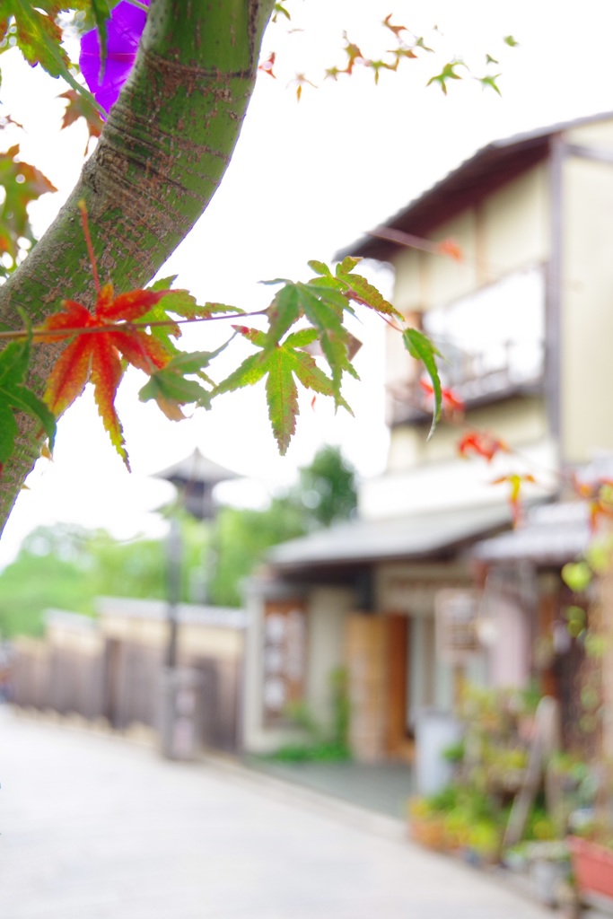 ちょっとだけ紅葉