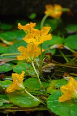水花