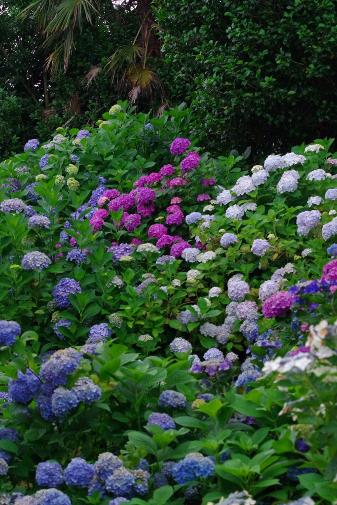 紫陽花の壁