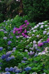 紫陽花の壁