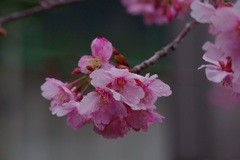 桜？梅？
