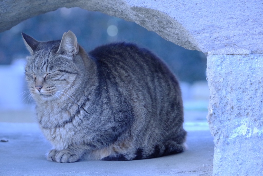 眠り猫 冬