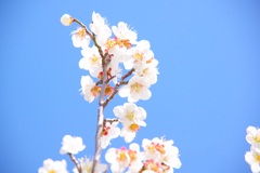 梅の花