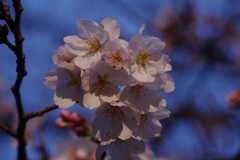 今年の桜