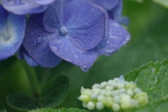 水も滴る