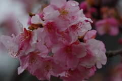 春雨に濡れて