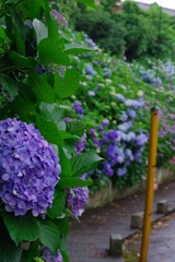 梅雨の一瞬