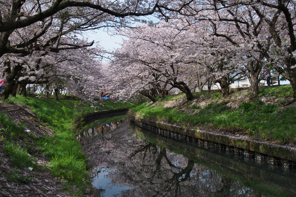 海老川桜情景
