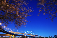 五色桜大橋と桜