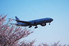 桜と飛行機