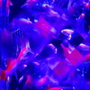 金魚祭り　5