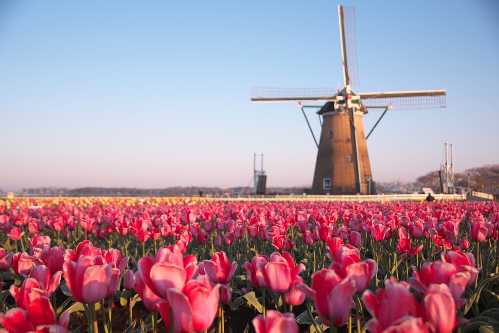 チューリップの朝