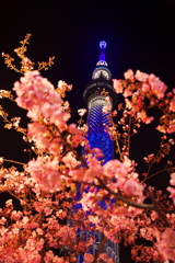 河津桜とスカイツリー