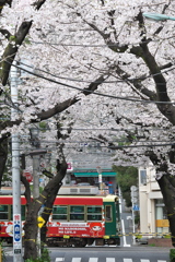 満開桜とさくらトラム