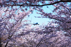 桜満開