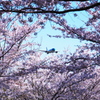 桜満開