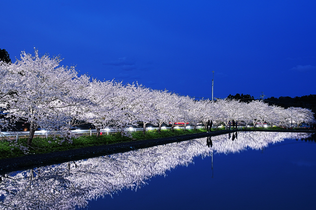 夜桜リフレクション