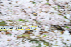 流し撮り　桜たっぷり総武線