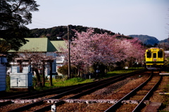 春ですねぇ