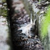 うさぎ島の住兎