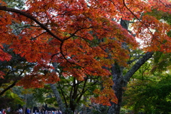 DSCF3651