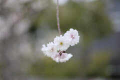 DSCF2405